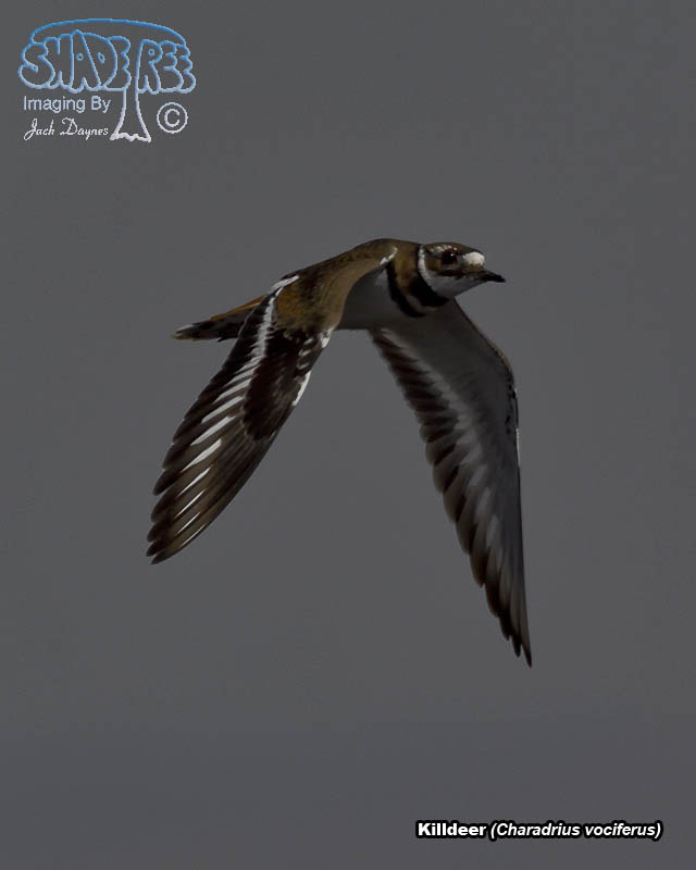 Killdeer - Charadrius vociferus
