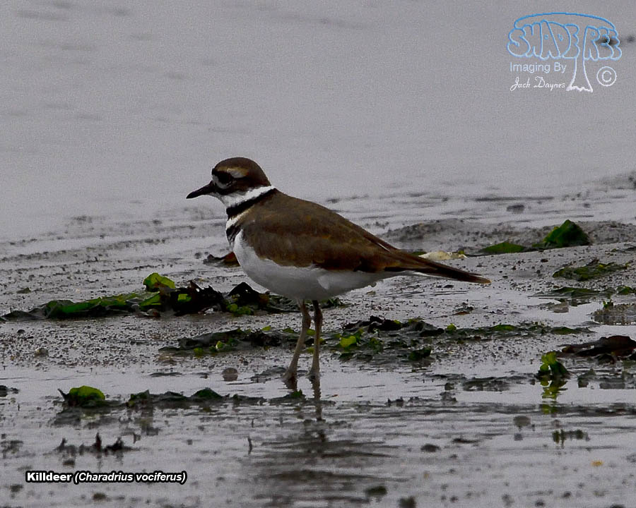 Killdeer - Charadrius vociferus