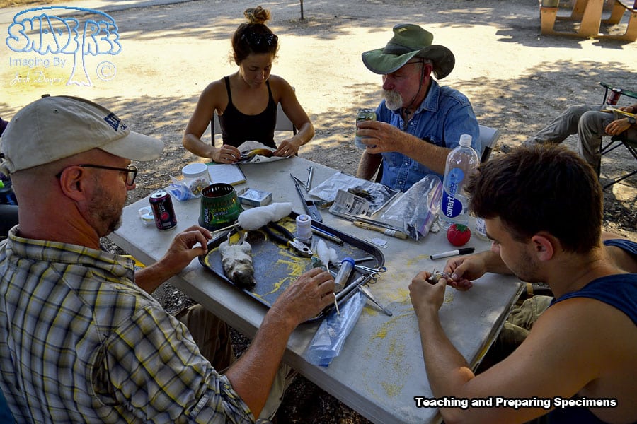 Preparing Specimens for the Museum