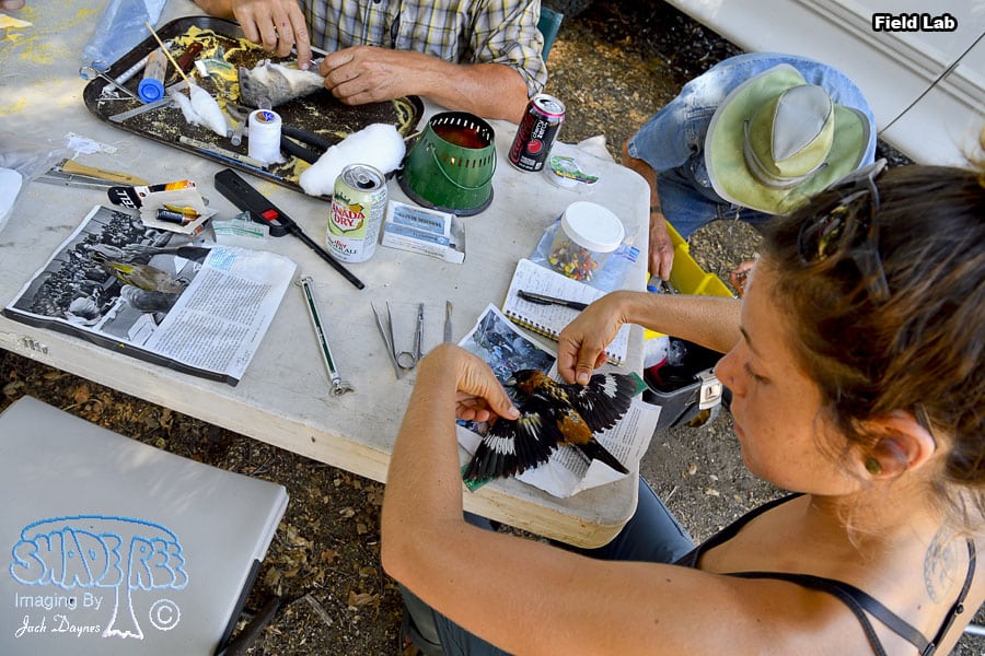 Preparing Specimens for the Museum