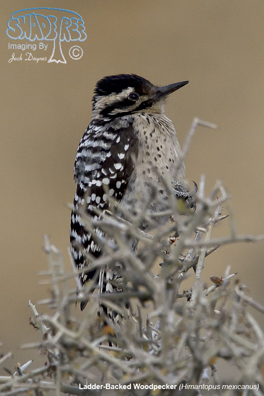 Ladder-Backed Woodpecker - Himantopus mexicanus