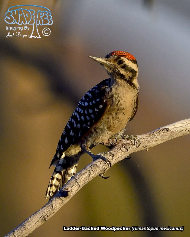Ladder-Backed Woodpecker - Dryobates scalaris