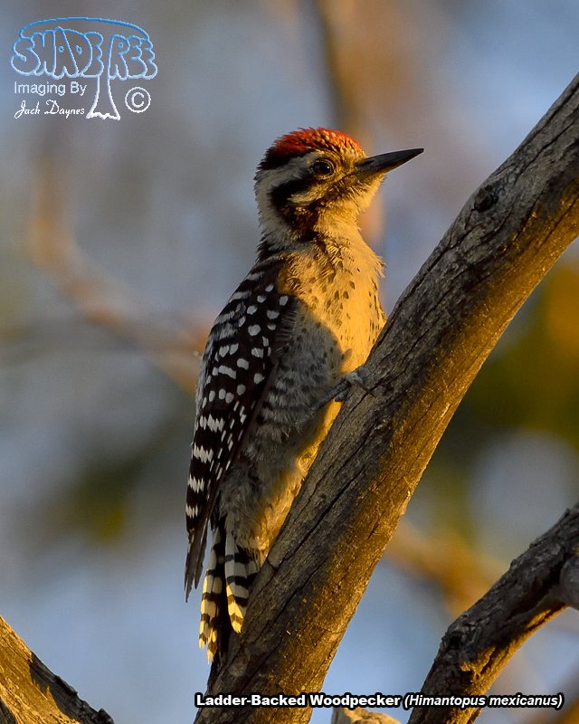 Ladder-Backed Woodpecker - Dryobates scalaris
