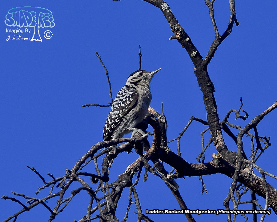Ladder-Backed Woodpecker - Phasianus colchicus