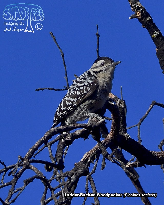 Ladder-Backed Woodpecker - Picoides scalaris