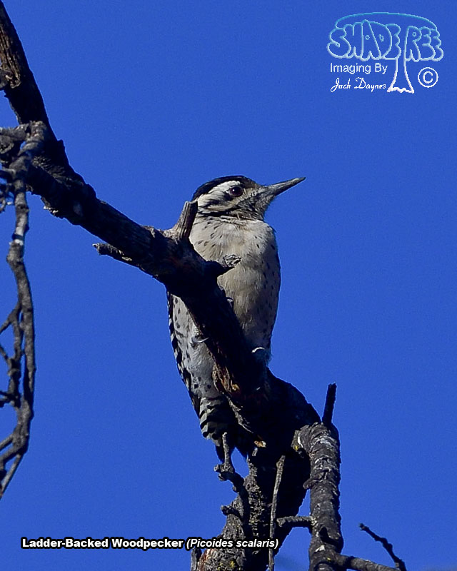 Ladder-Backed Woodpecker - Picoides scalaris