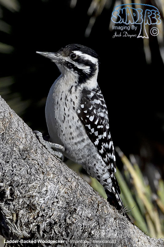 Ladder-Backed Woodpecker - Dryobates scalaris