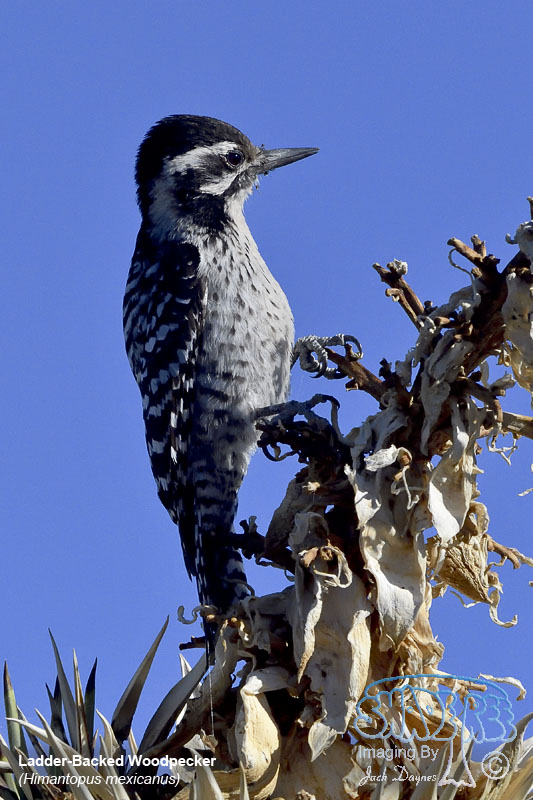 Ladder-Backed Woodpecker - Dryobates scalaris