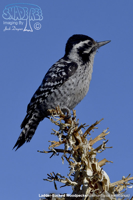 Ladder-Backed Woodpecker - Dryobates scalaris