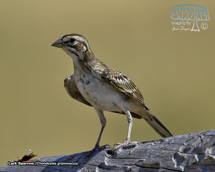 Lark Sparrow - Chondestes grammacus