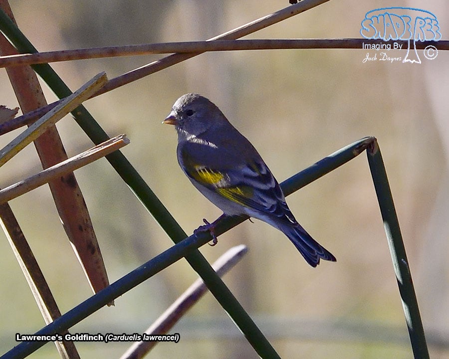 Lawrence's Goldfinch - Carduelis lawrencei