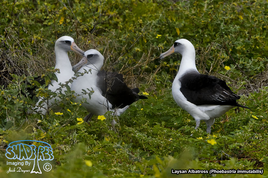 Laysan Albatross - Phoebastria immutabilis