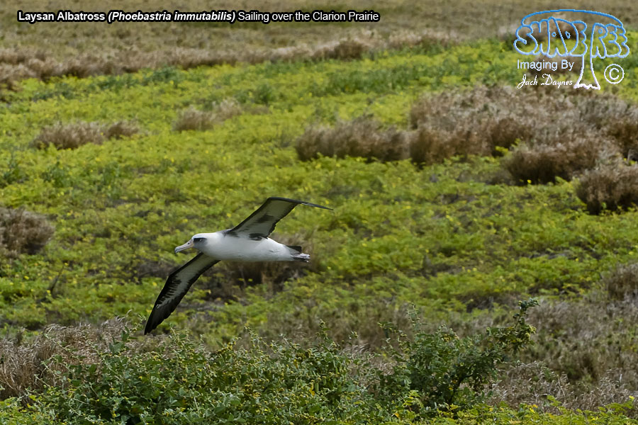 Laysan Albatross - Phoebastria immutabilis