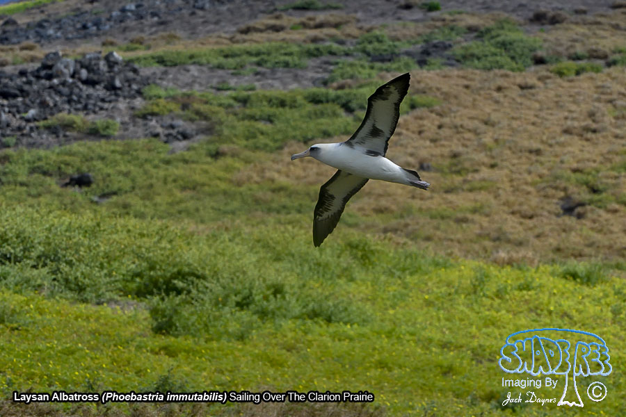Laysan Albatross - Phoebastria immutabilis