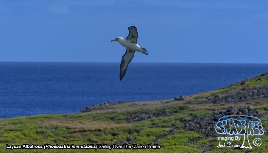Laysan Albatross - Phoebastria immutabilis