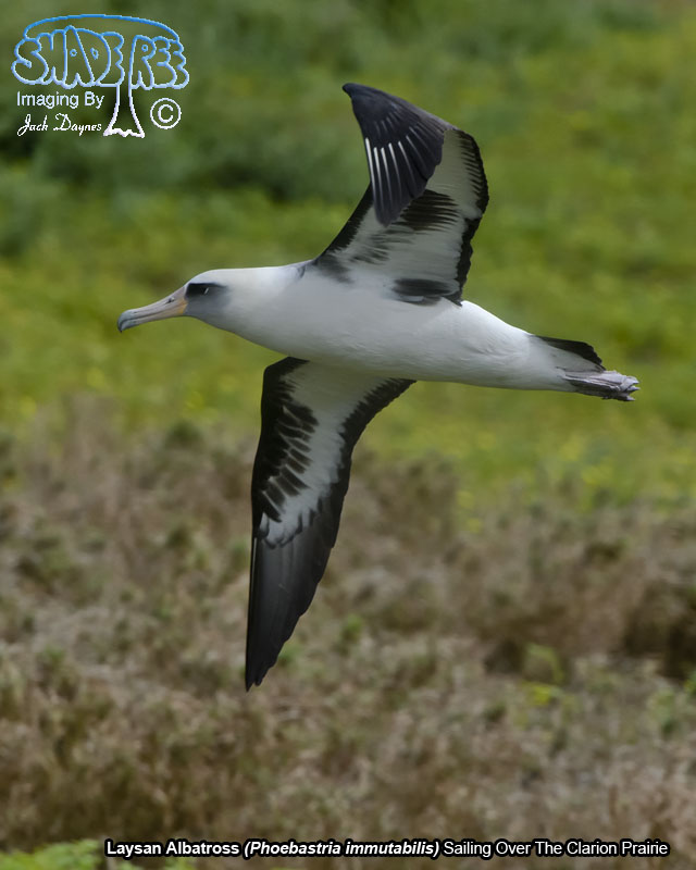 Laysan Albatross - Phoebastria immutabilis