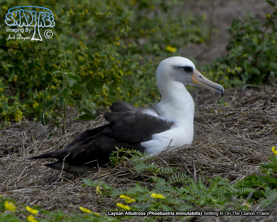 Laysan Albatross - Phoebastria immutabilis