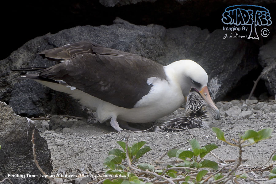 Laysan Albatross - Phoebastria immutabilis
