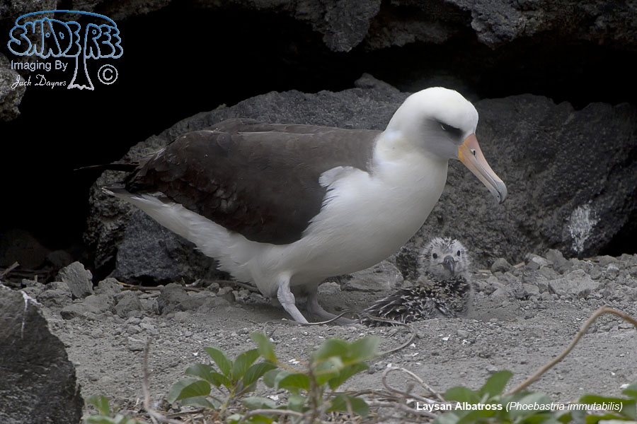 Laysan Albatross - Phoebastria immutabilis