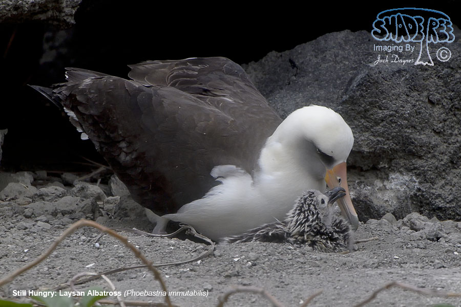 Laysan Albatross - Phoebastria immutabilis