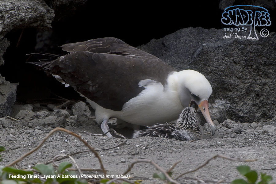 Laysan Albatross - Phoebastria immutabilis