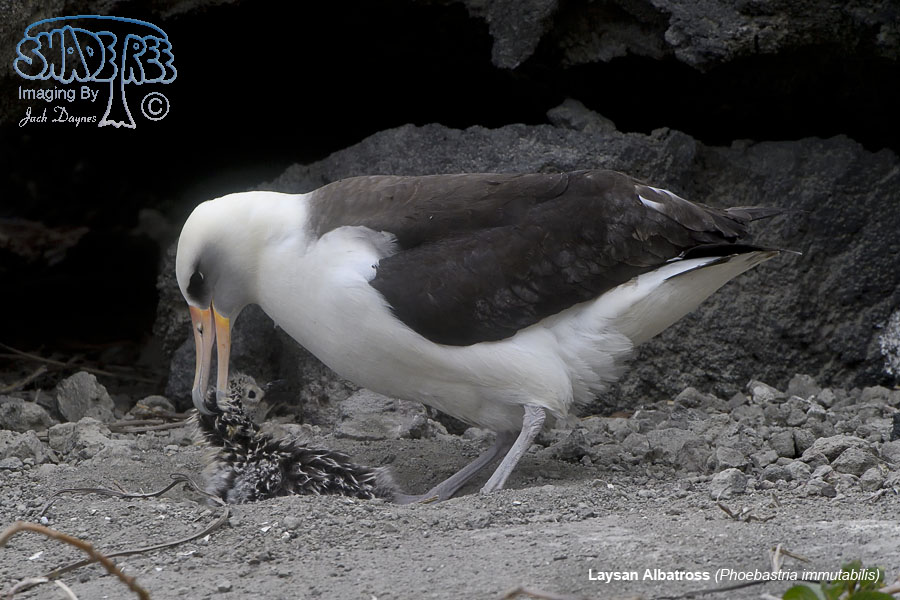 Laysan Albatross - Phoebastria immutabilis