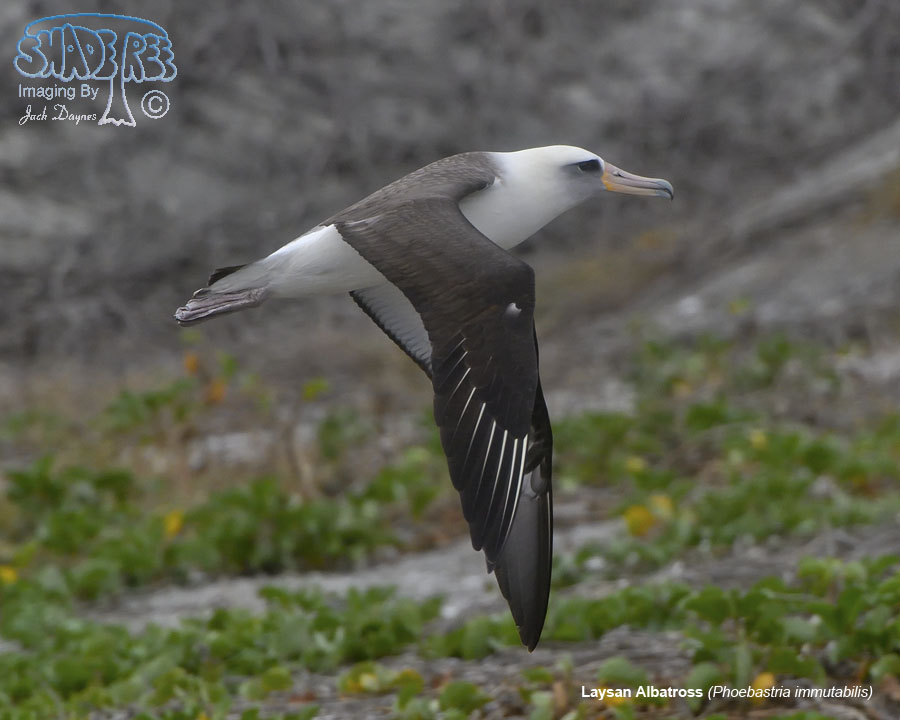 Laysan Albatross - Phoebastria immutabilis