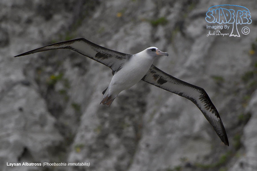 Laysan Albatross - Phoebastria immutabilis