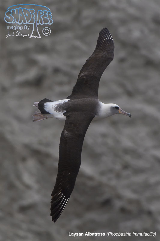 Laysan Albatross - Phoebastria immutabilis