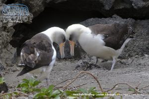 2017-02-14 Isla San Benedicto