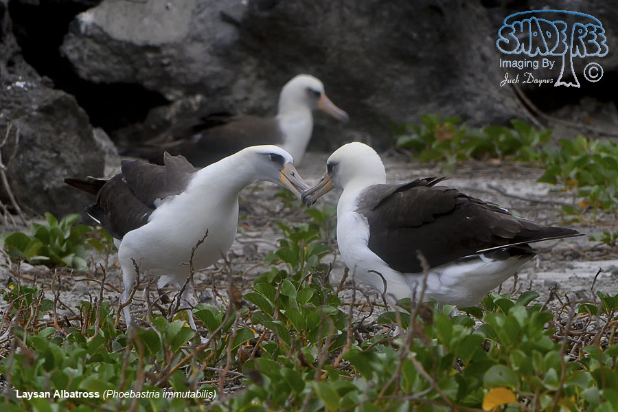 Laysan Albatross - Phoebastria immutabilis