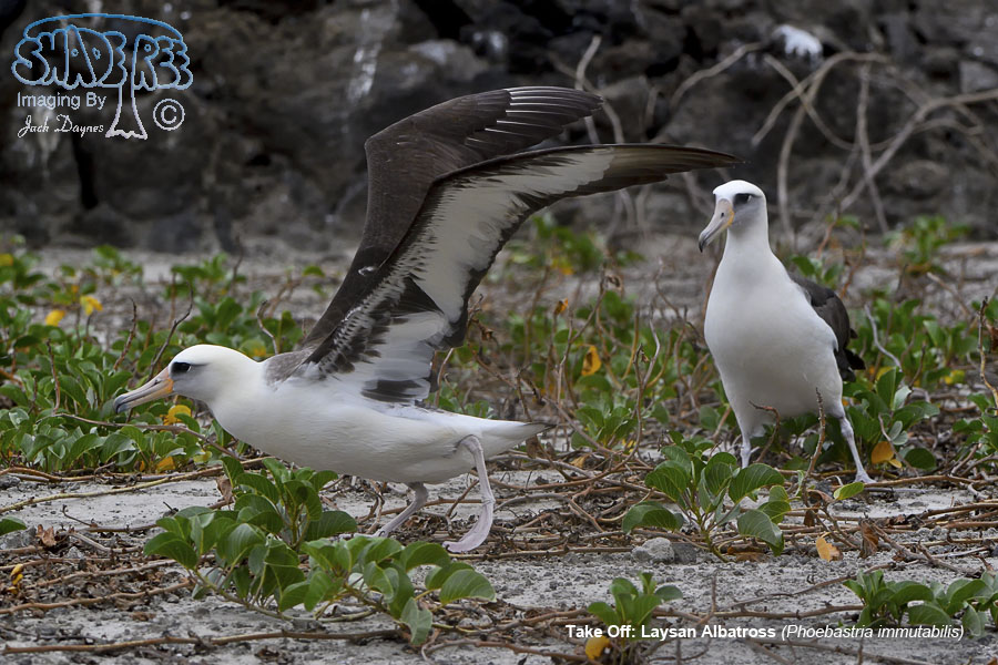 Laysan Albatross - Phoebastria immutabilis