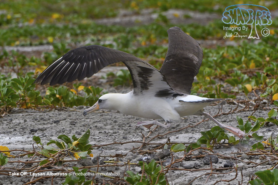 Laysan Albatross - Phoebastria immutabilis