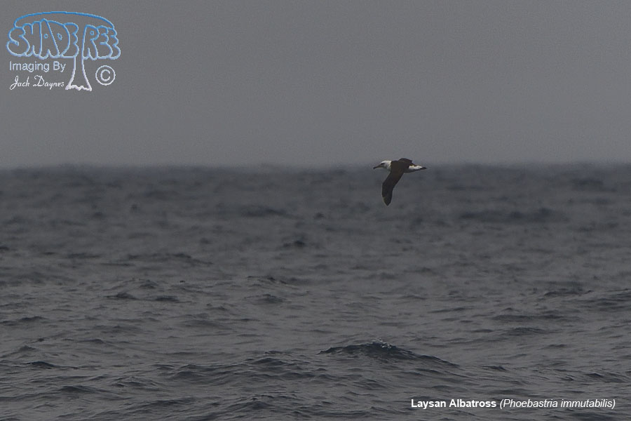 Laysan Albatross - Phoebastria immutabilis