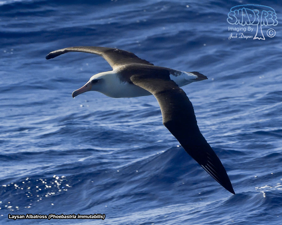 Laysan Albatross - Phoebastria immutabilis