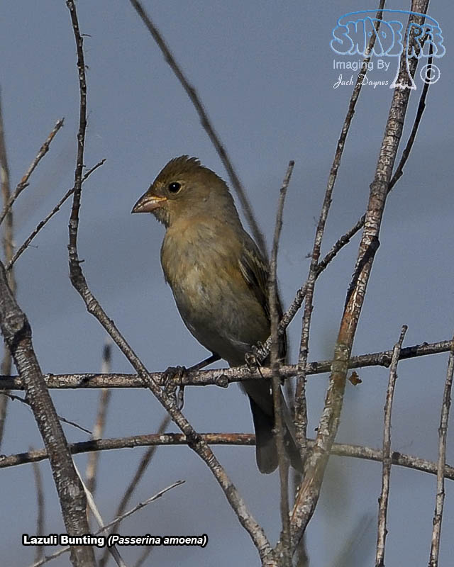 Lazuli Bunting - Passerina amoena