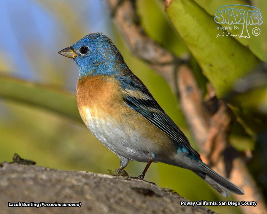 Lazuli Bunting - Passerina amoena