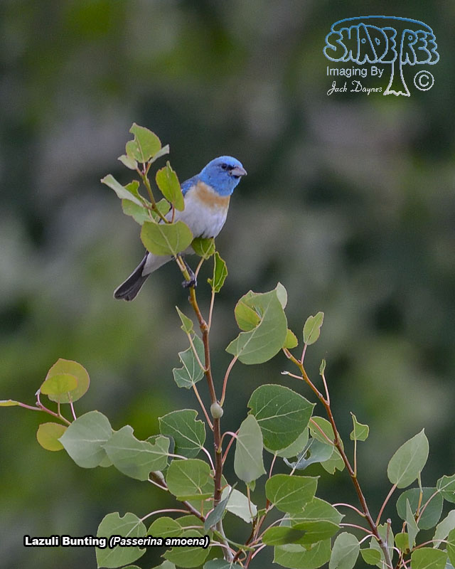 Lazuli Bunting - Passerina amoena