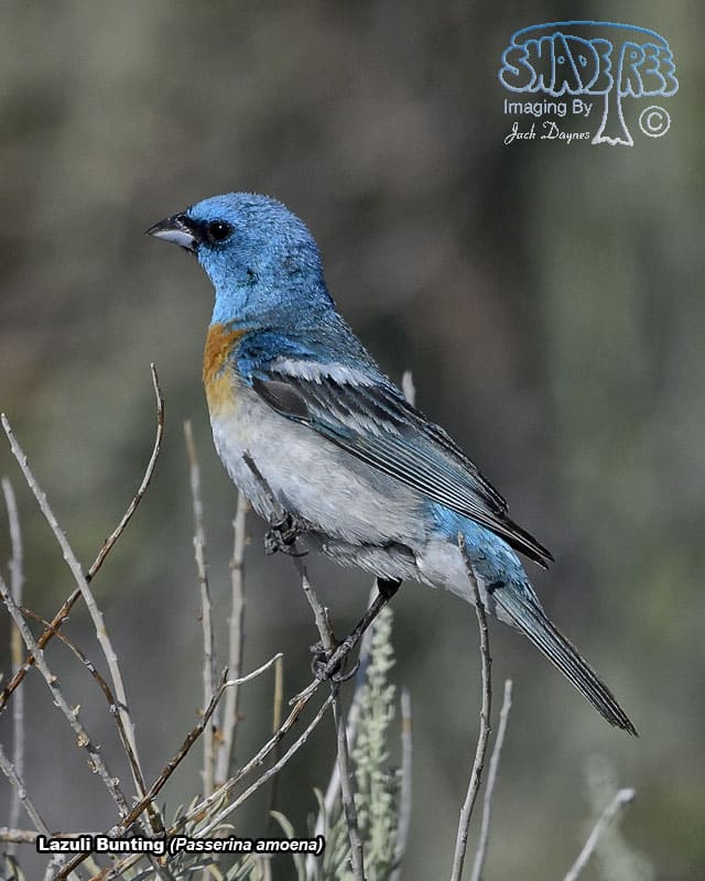 Lazuli Bunting - Passerina amoena