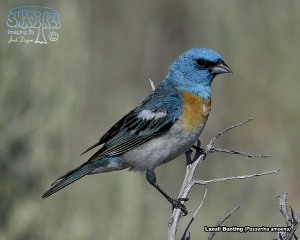 2017-07-12 Mono Lake Birds