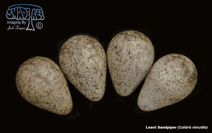 Least Sandpiper - Calidris minutilla