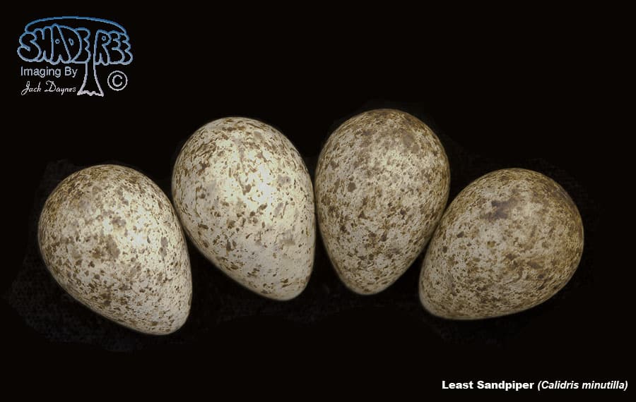 Least Sandpiper - Calidris minutilla