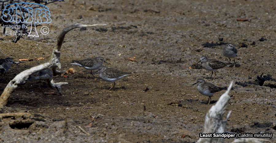Least Sandpiper - Calidris minutilla