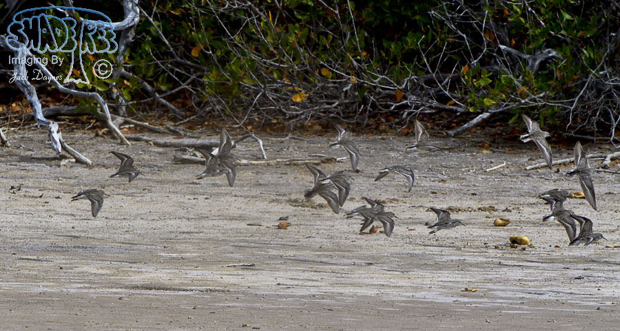 Least Sandpiper - Calidris minutilla