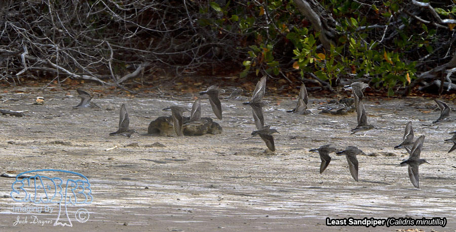 Least Sandpiper - Calidris minutilla