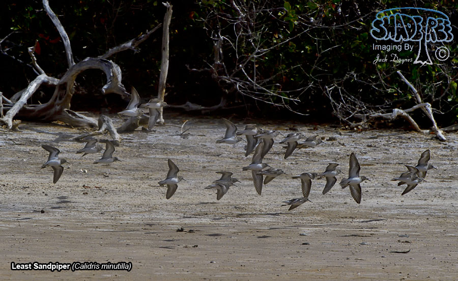 Least Sandpiper - Calidris minutilla