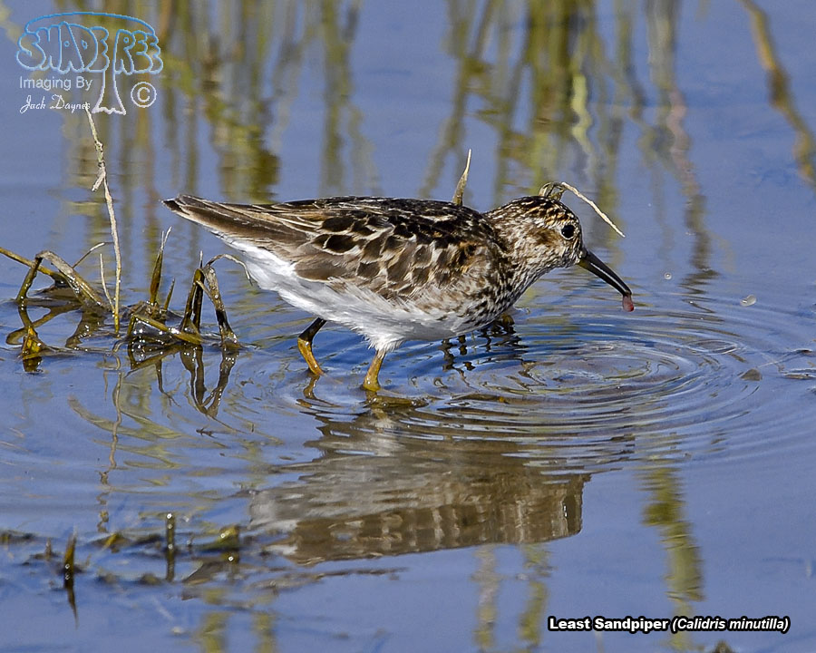 Least Sandpiper - Calidris minutilla