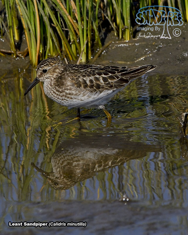 Least Sandpiper - Calidris minutilla