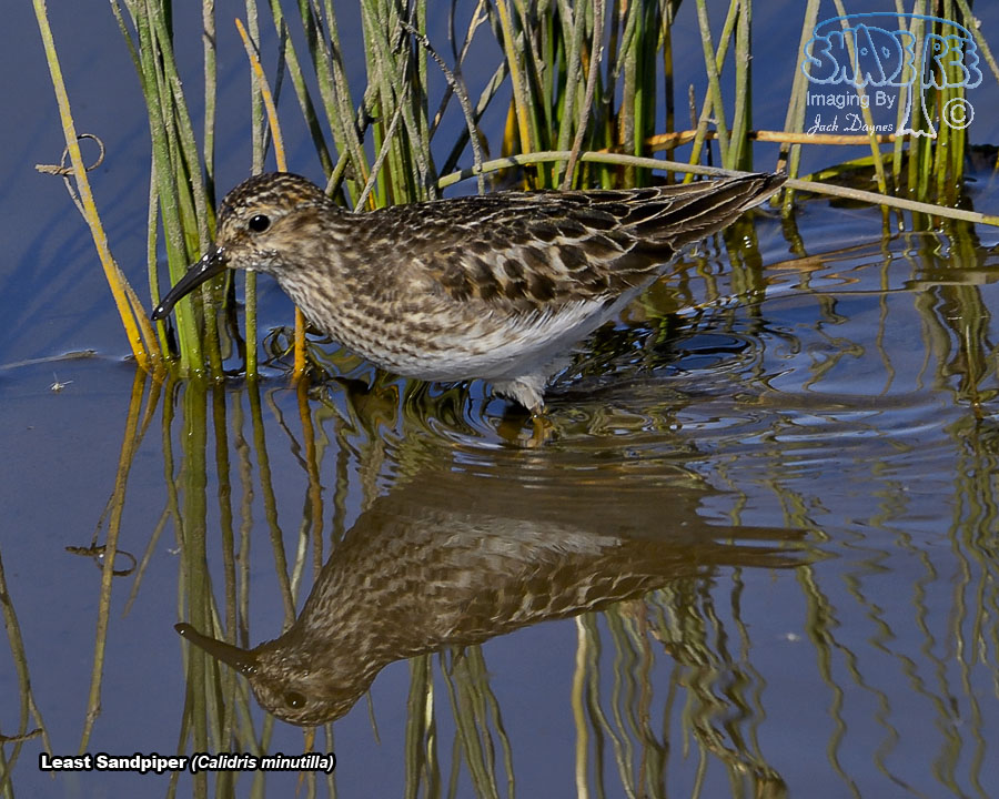 Least Sandpiper - Calidris minutilla