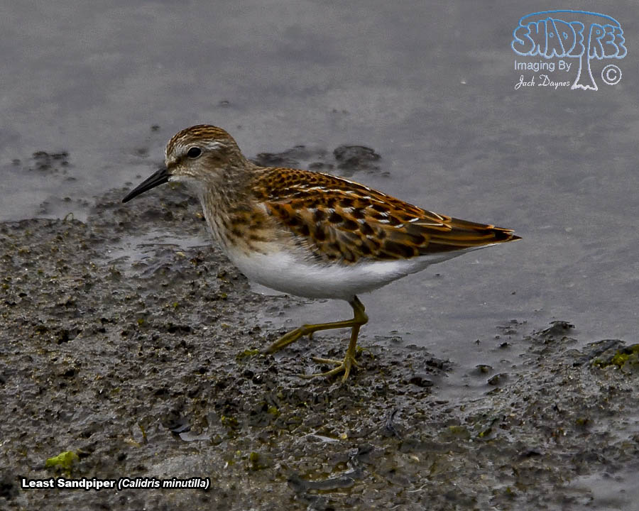 Least Sandpiper - Calidris minutilla